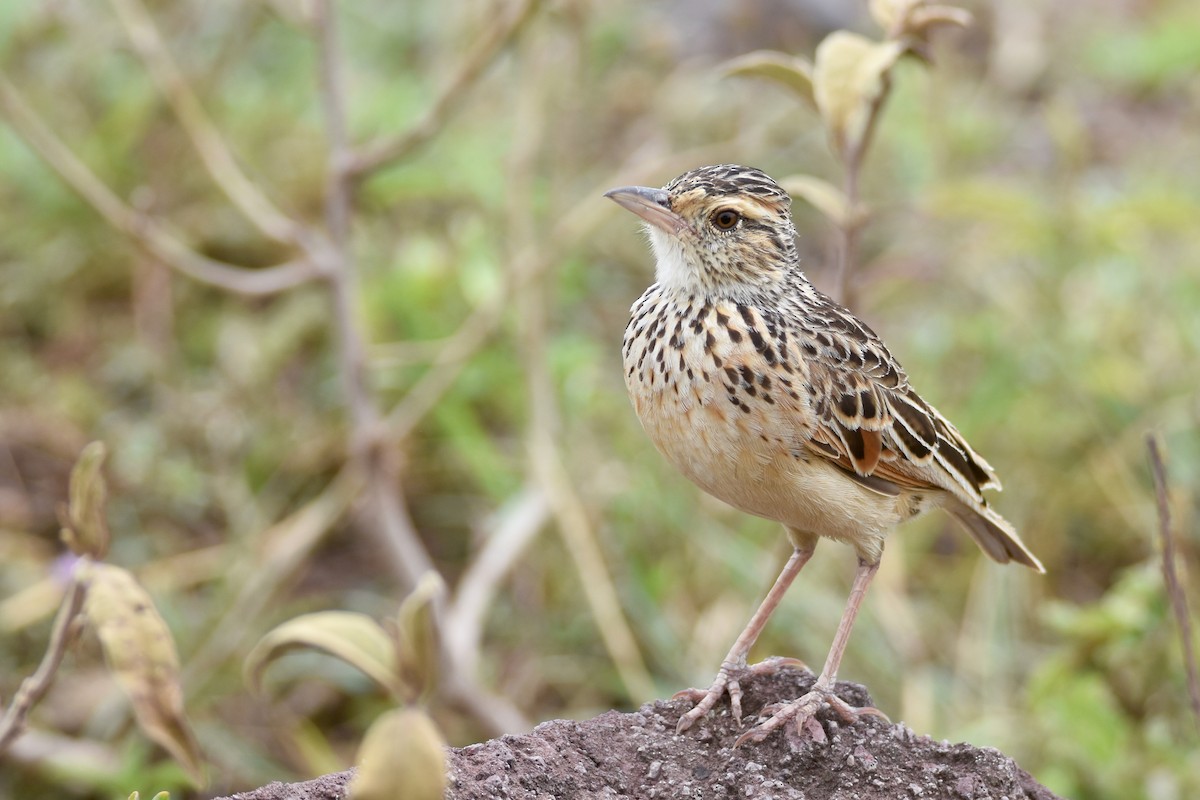 Rufous-naped Lark (Serengeti) - ML634665745