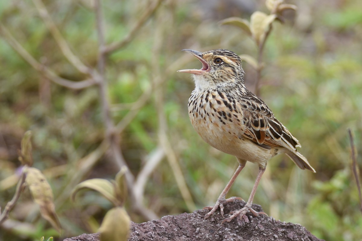 Rufous-naped Lark (Serengeti) - ML634665747