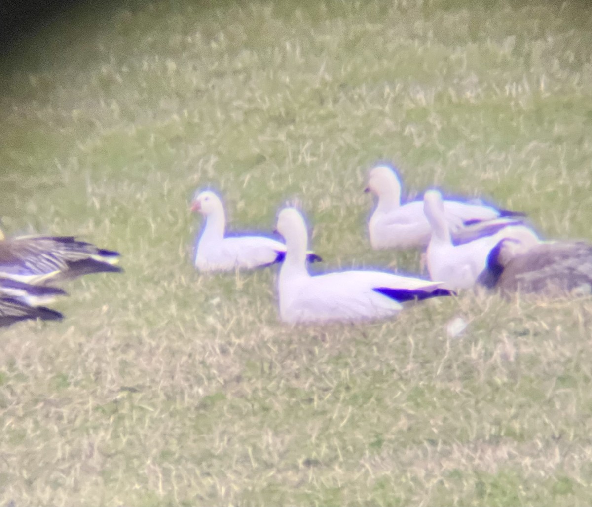 Ross's Goose - ML634665820