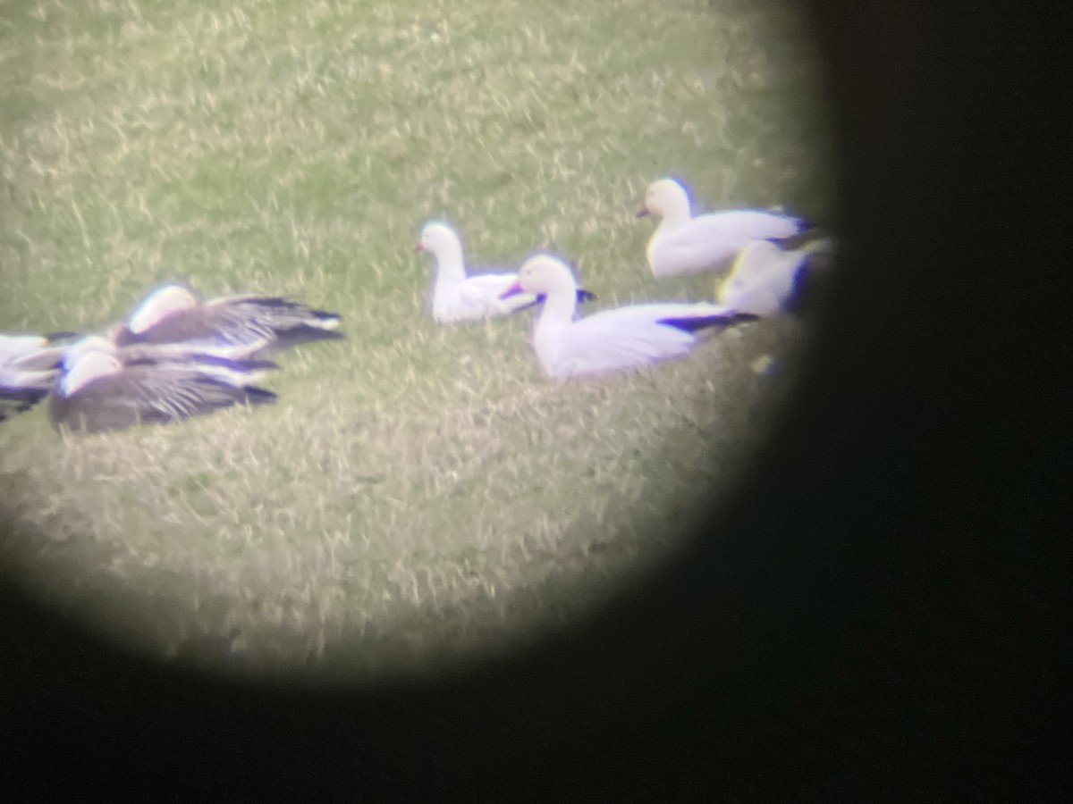Ross's Goose - ML634665821