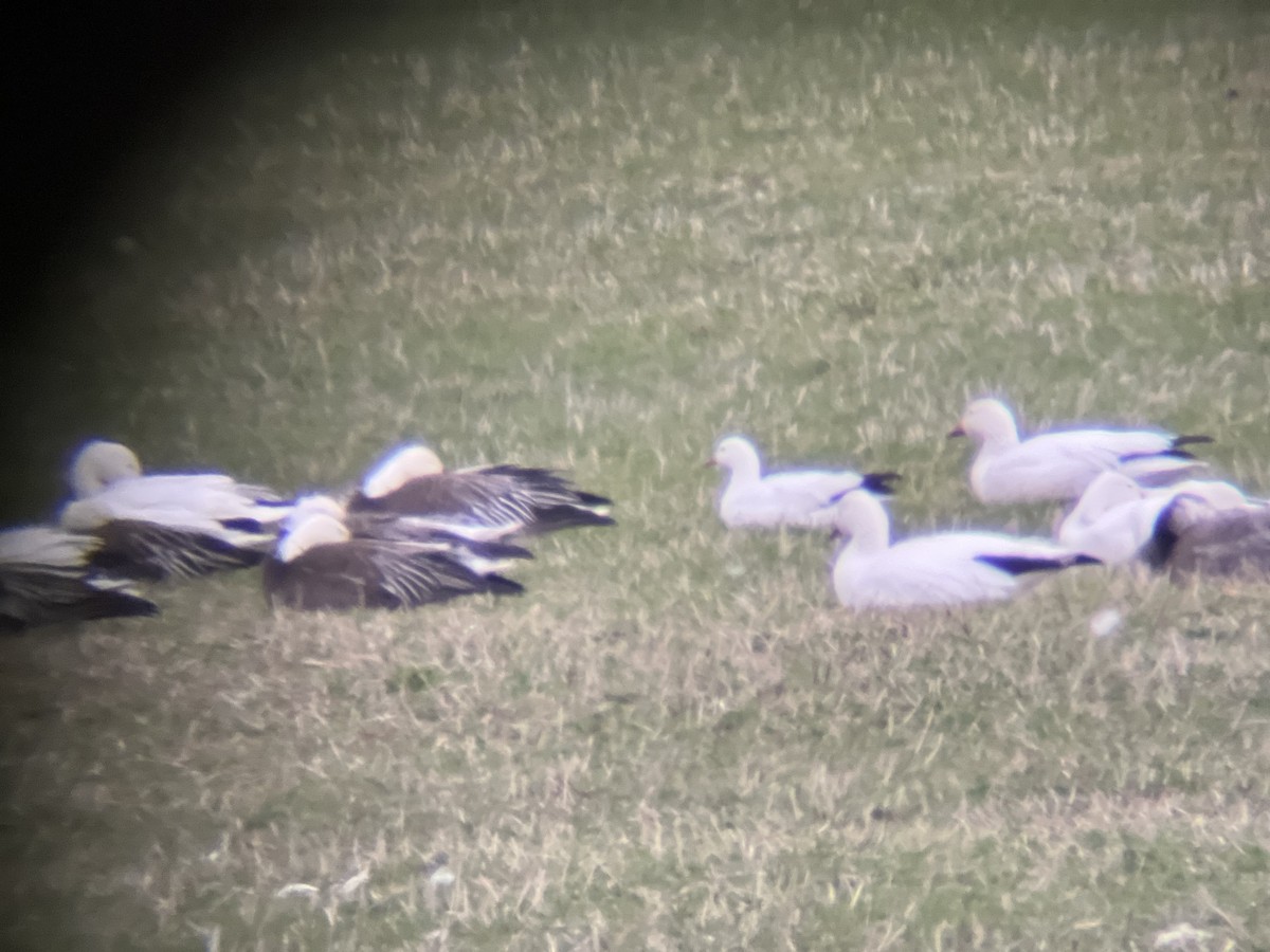 Ross's Goose - ML634665867