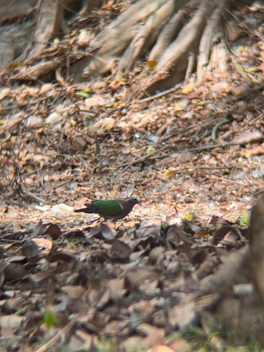 holub zelenokřídlý - ML634665988