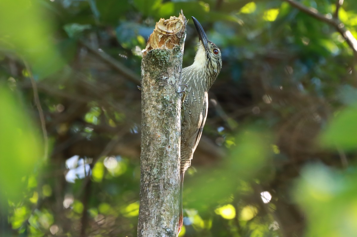 White-throated Woodcreeper - ML634666067
