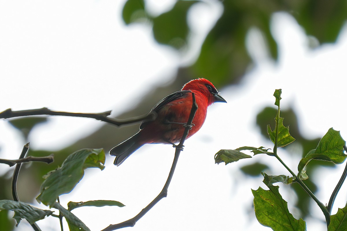 White-winged Tanager - ML634666360