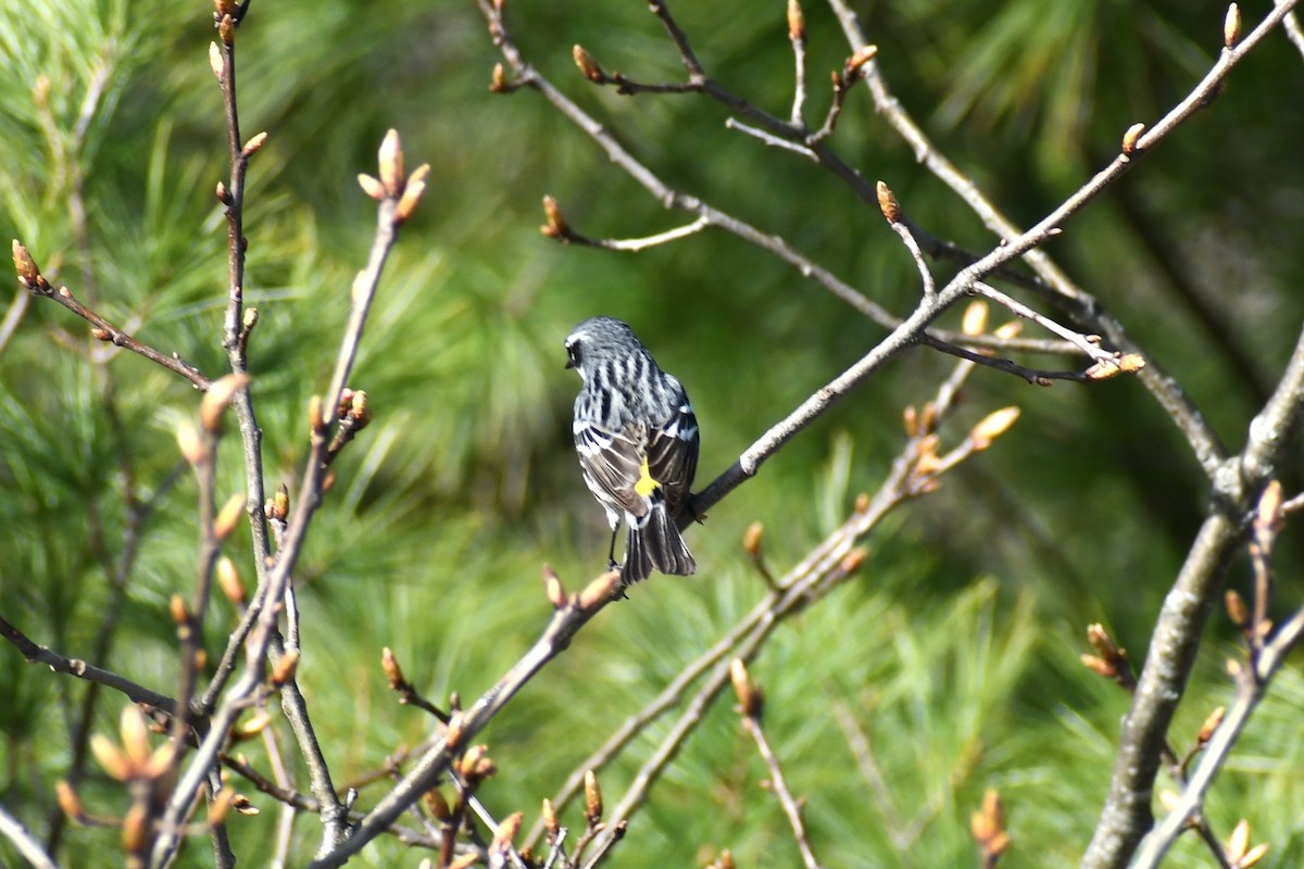Yellow-rumped Warbler (Myrtle) - ML634666407