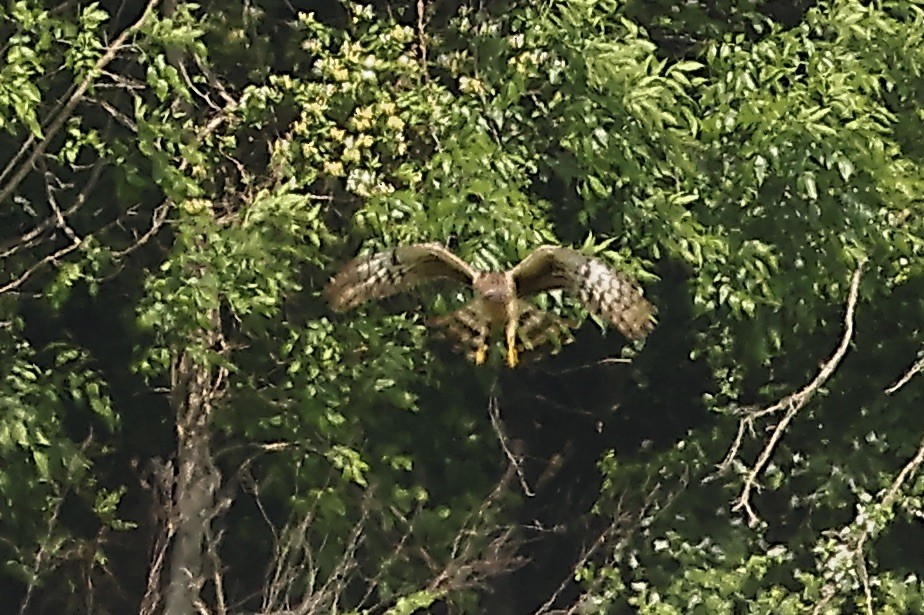 זרון אמריקני - ML634666451