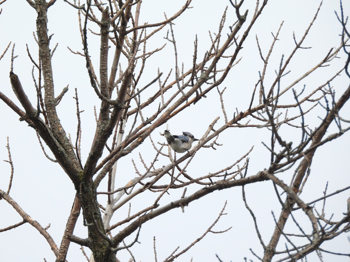 Blue Jay - ML634666456