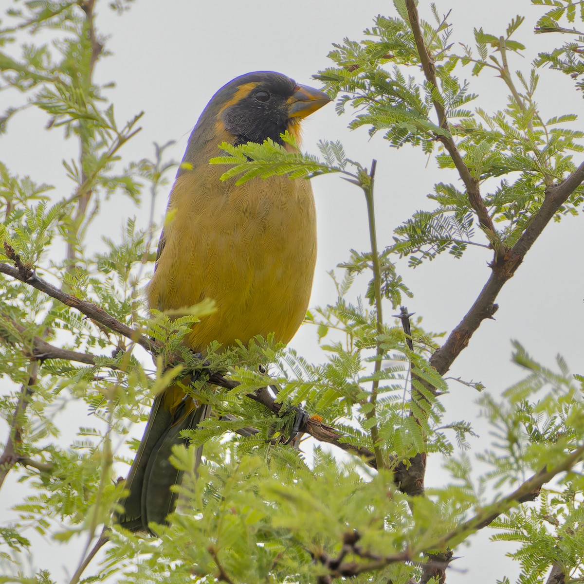 Golden-billed Saltator - ML634666474