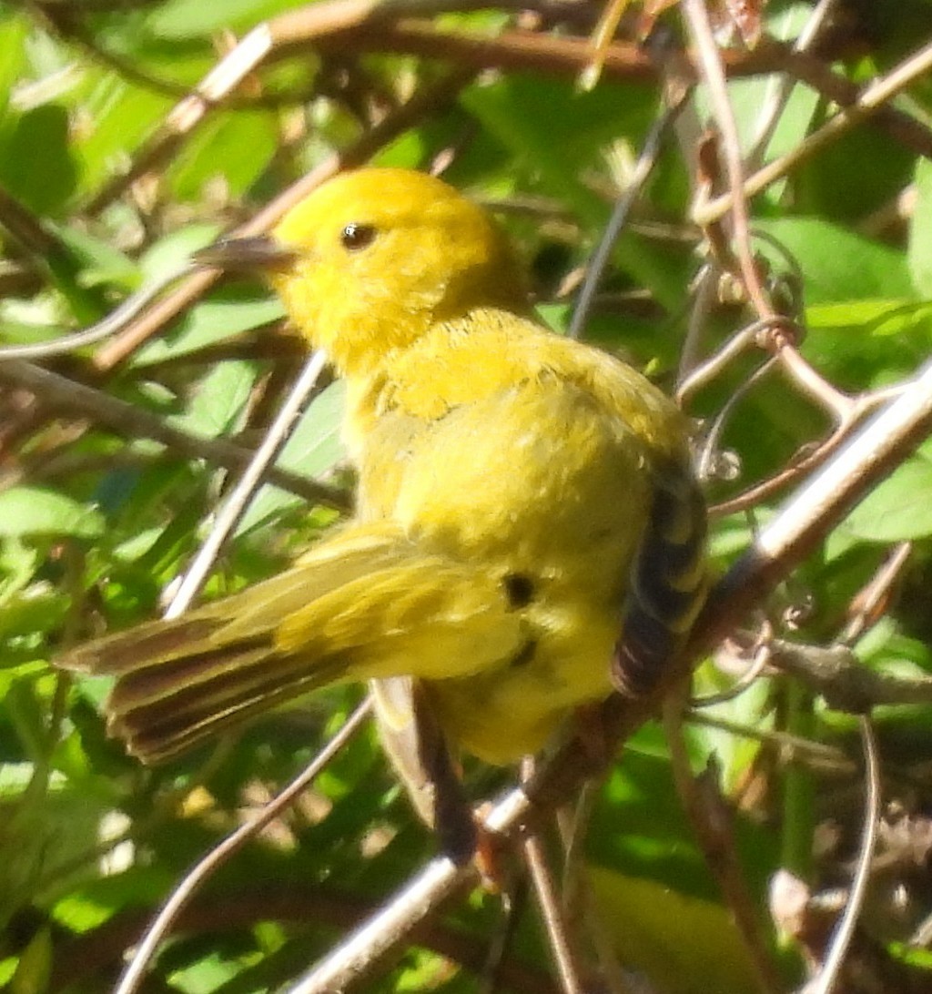 Paruline jaune - ML634666645