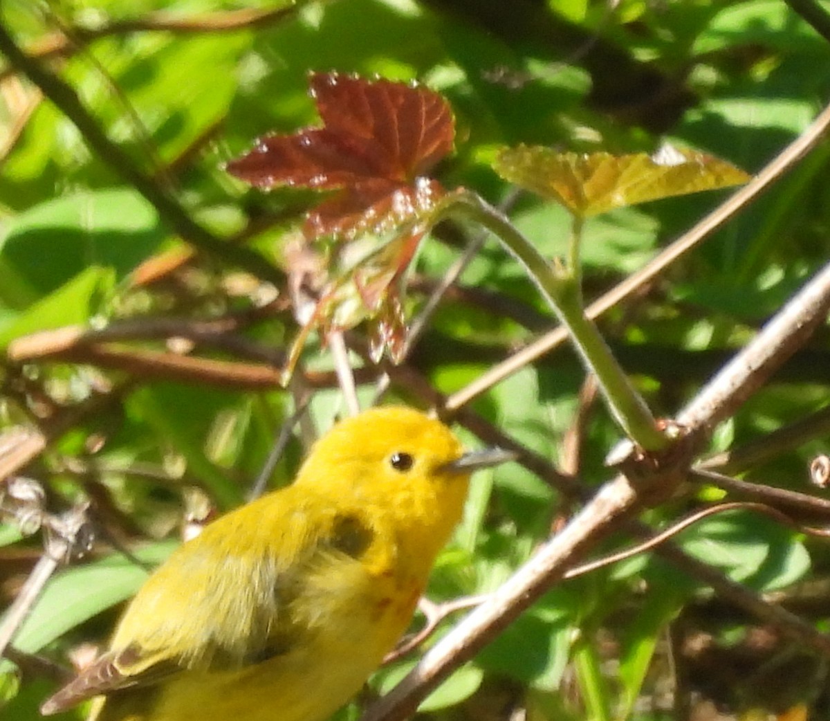 Paruline jaune - ML634666646