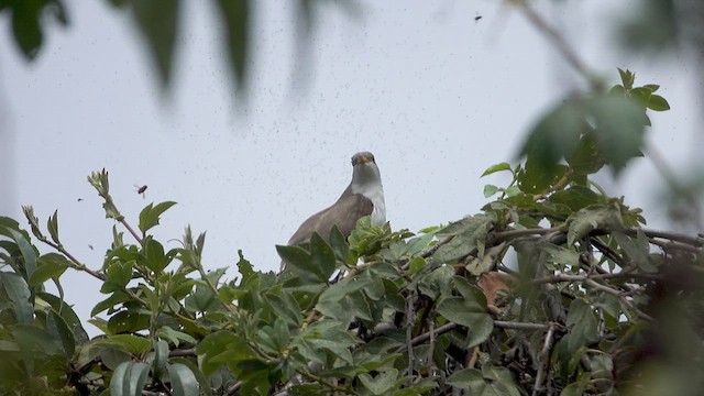 Yellow-billed Cuckoo - ML634666717
