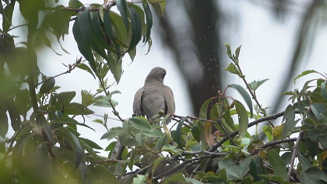 Yellow-billed Cuckoo - ML634666725