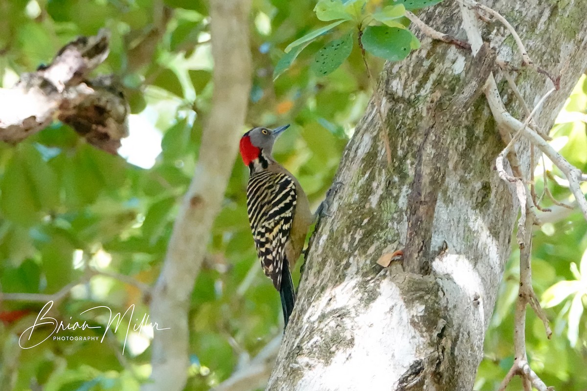 Hispaniolan Woodpecker - ML634666770
