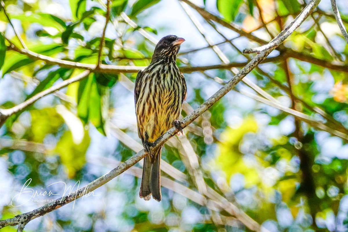 Palmchat - ML634666778
