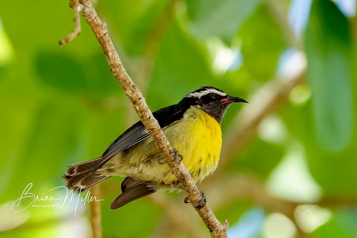 Bananaquit - ML634666781
