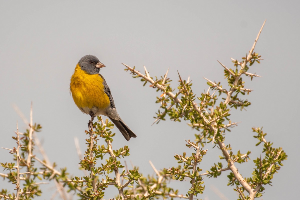 Gray-hooded Sierra Finch - ML634666790