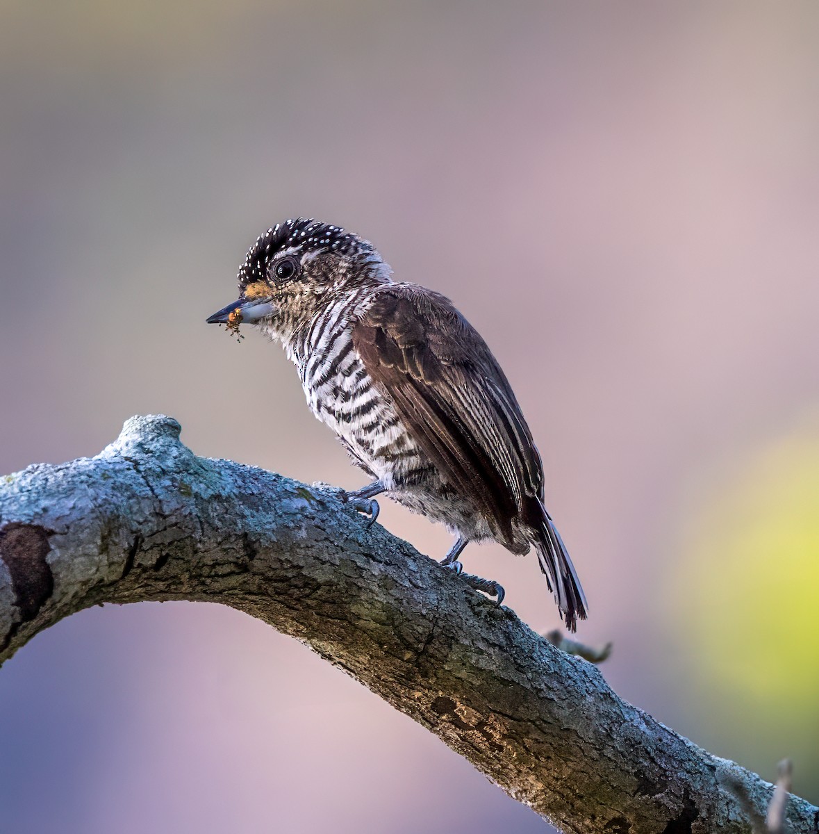 White-barred Piculet - ML634666864