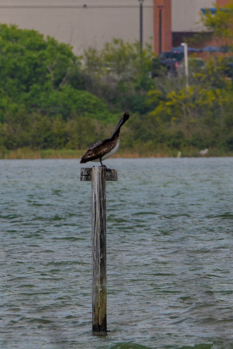 Brown Pelican - ML634666949
