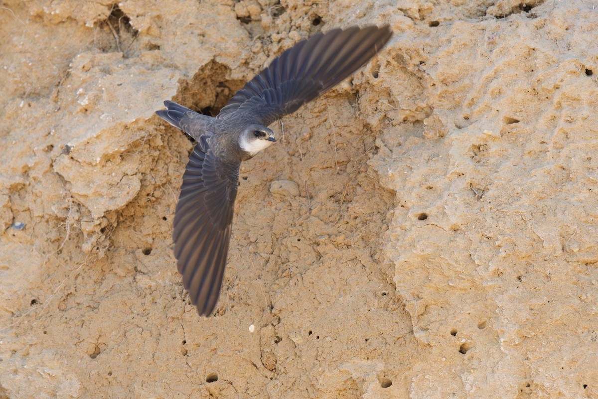 Bank Swallow - ML634666979