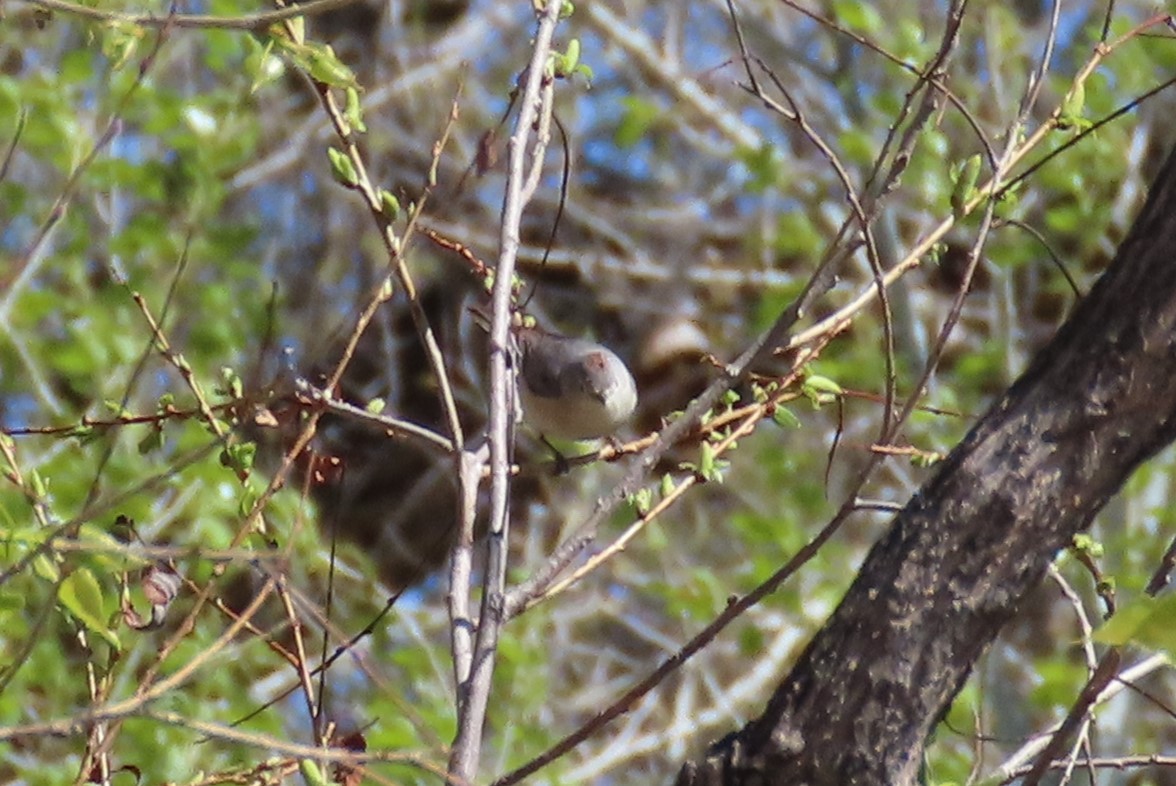 Lucy's Warbler - ML634667120