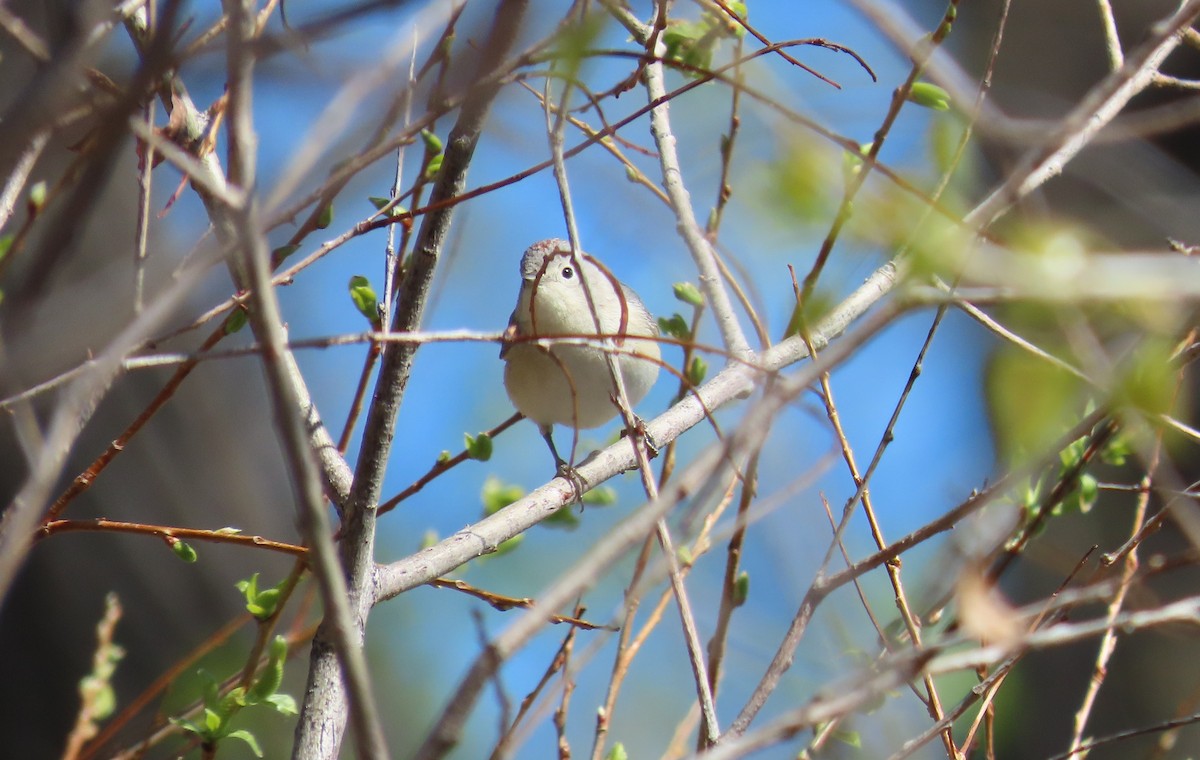 Lucy's Warbler - ML634667121
