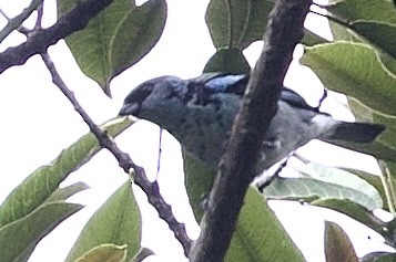 Azure-rumped Tanager - ML634667174