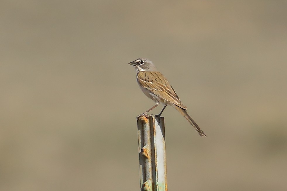 Sagebrush Sparrow - ML634667318