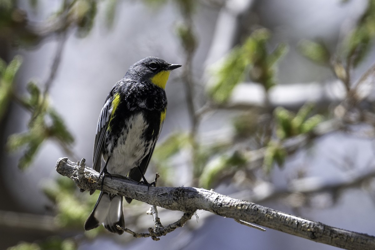 Пісняр-лісовик жовтогузий (підвид auduboni) - ML634667383