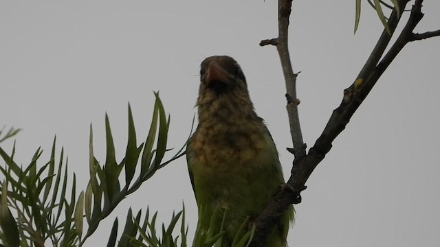 White-cheeked Barbet - ML634667386