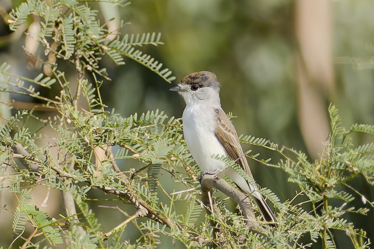White-naped Xenopsaris - ML634667388