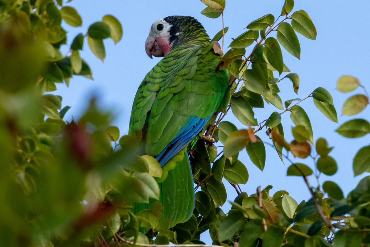 Cuban Amazon (Bahamas) - ML634667510
