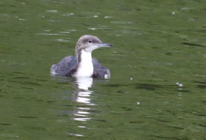 Pacific Loon - ML634667541