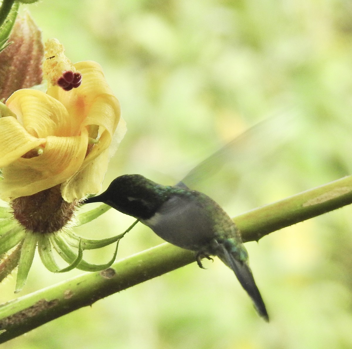 Geoffroy's Daggerbill - ML634667585