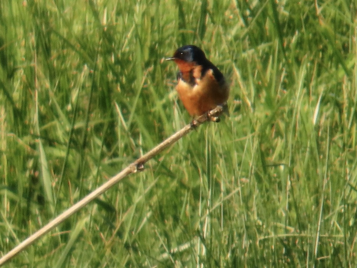 Асрын хараацай - ML634667619