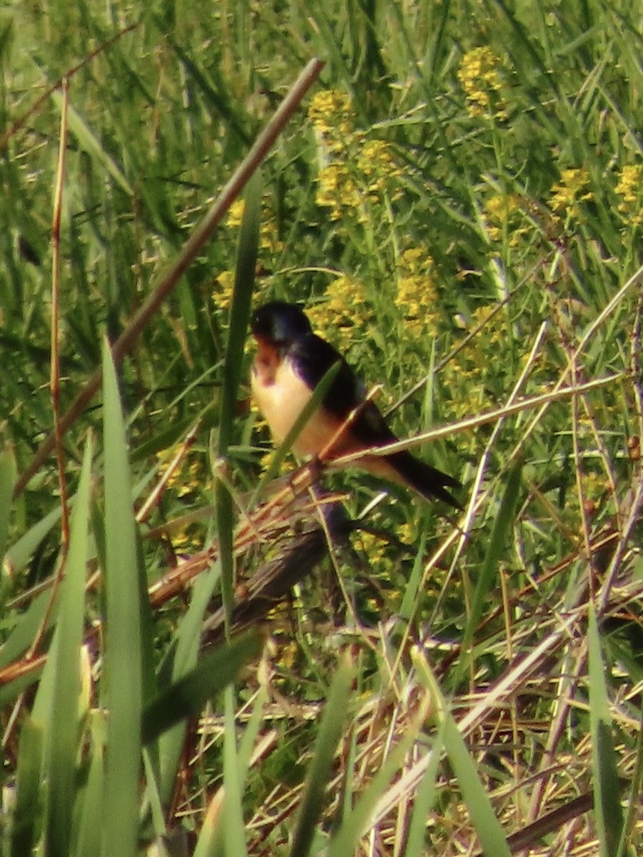 Асрын хараацай - ML634667620