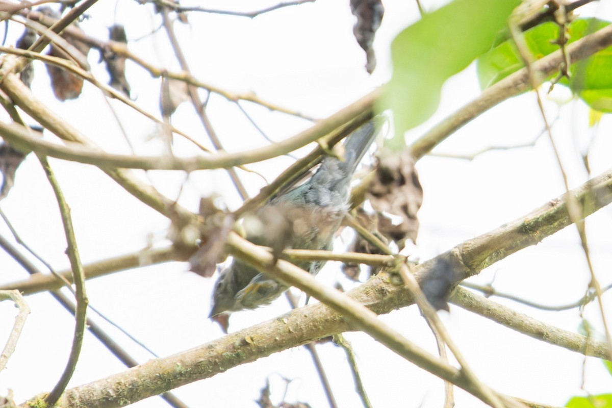 Slaty Finch - ML634667790