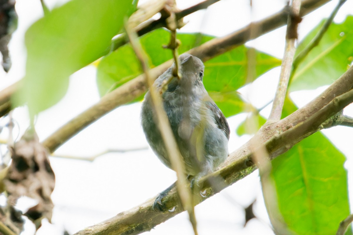 Slaty Finch - ML634667791