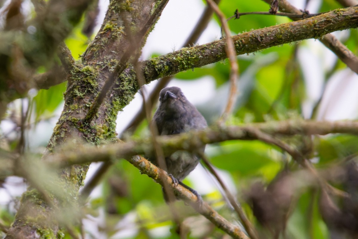 Slaty Finch - ML634667792