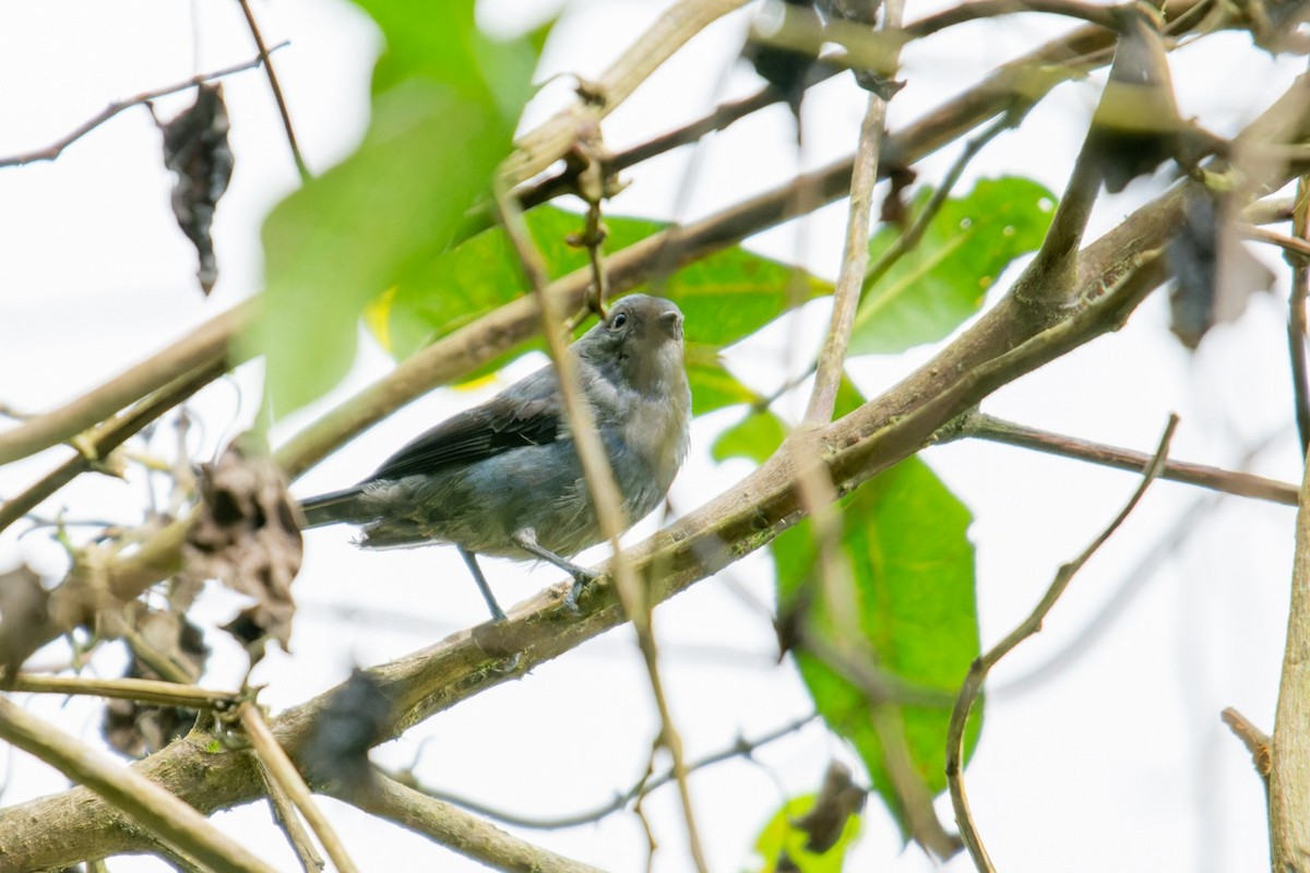 Slaty Finch - ML634667793