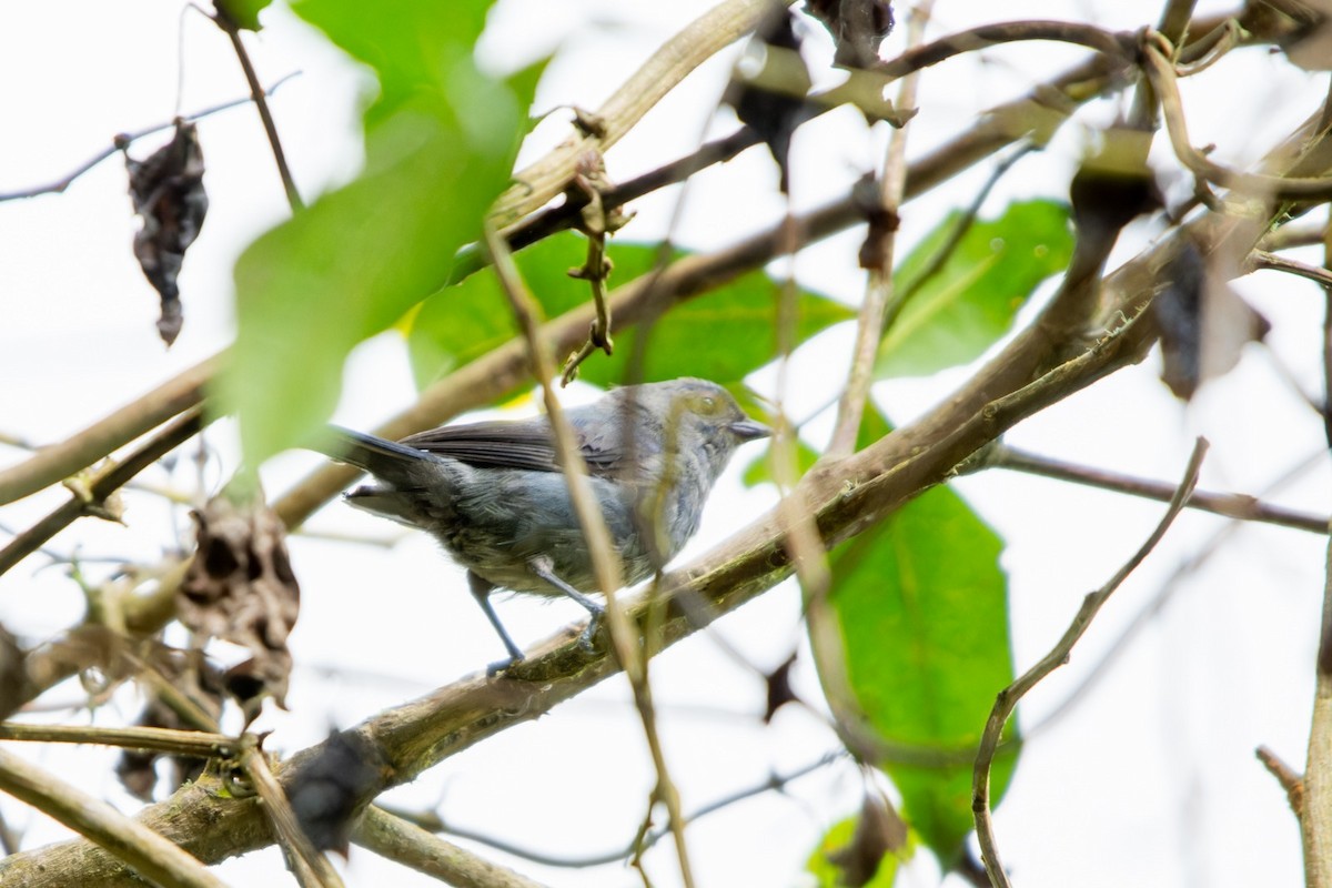 Slaty Finch - ML634667794