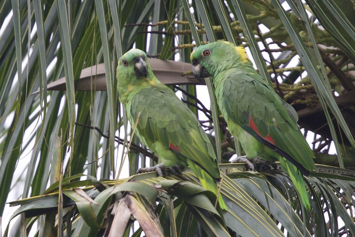 Yellow-naped Amazon - ML634667858