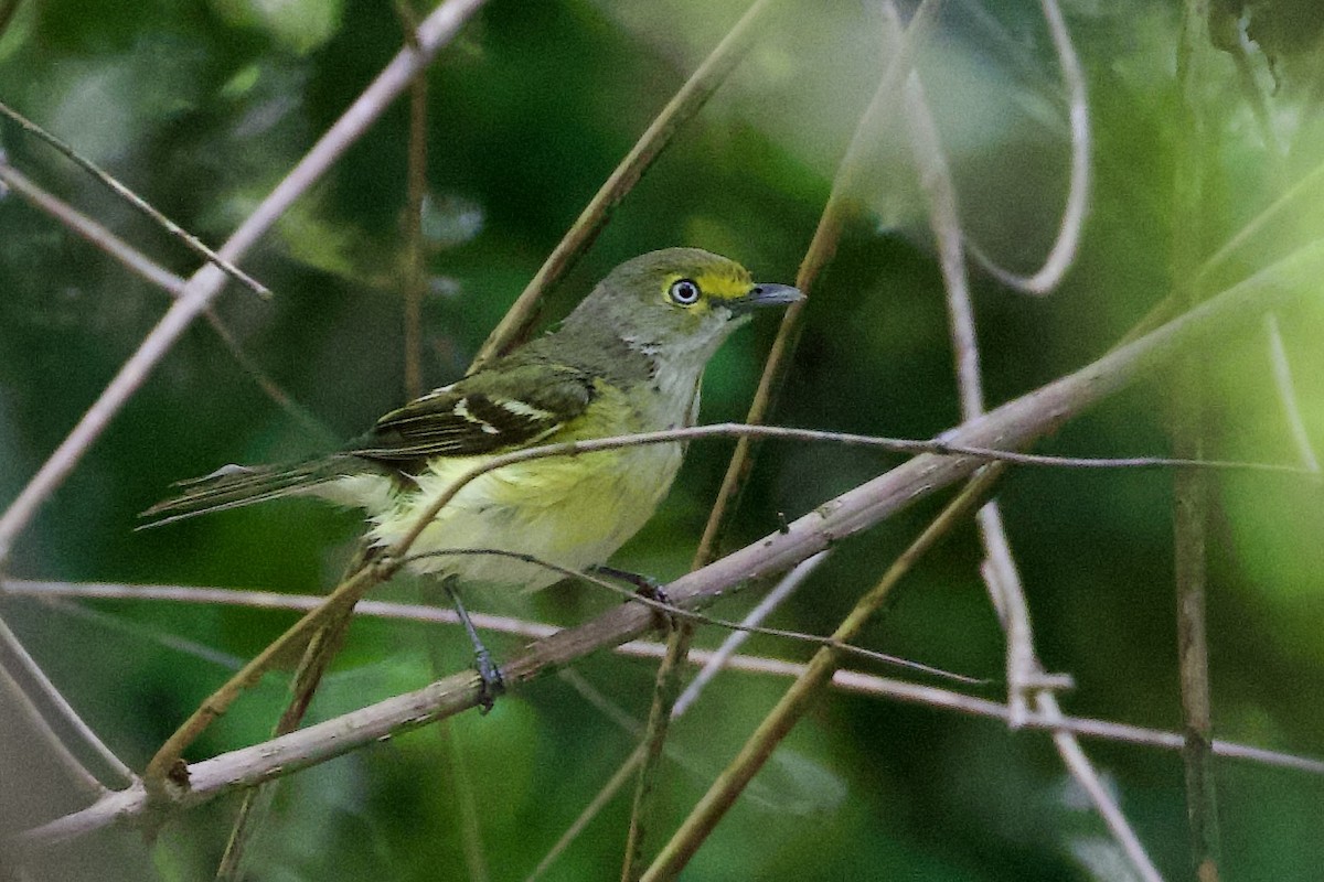 Viréo aux yeux blancs - ML634667887