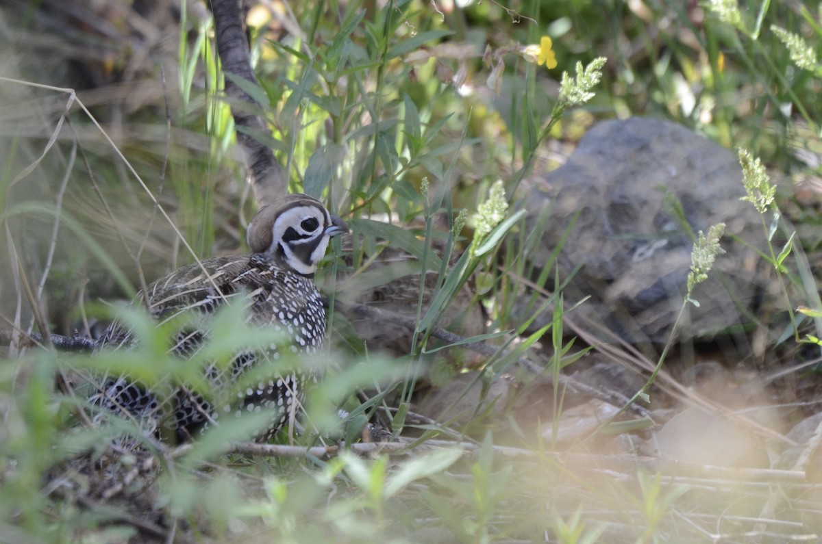 Montezuma Quail - ML634667916