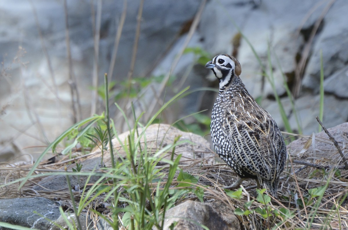 Montezuma Quail - ML634667917