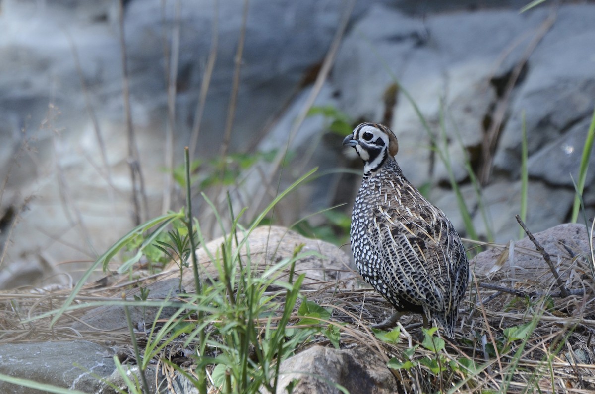Montezuma Quail - ML634667918