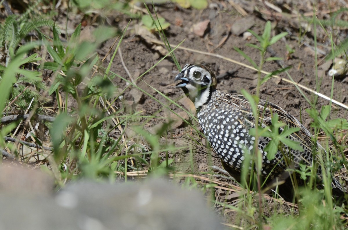 Montezuma Quail - ML634667919