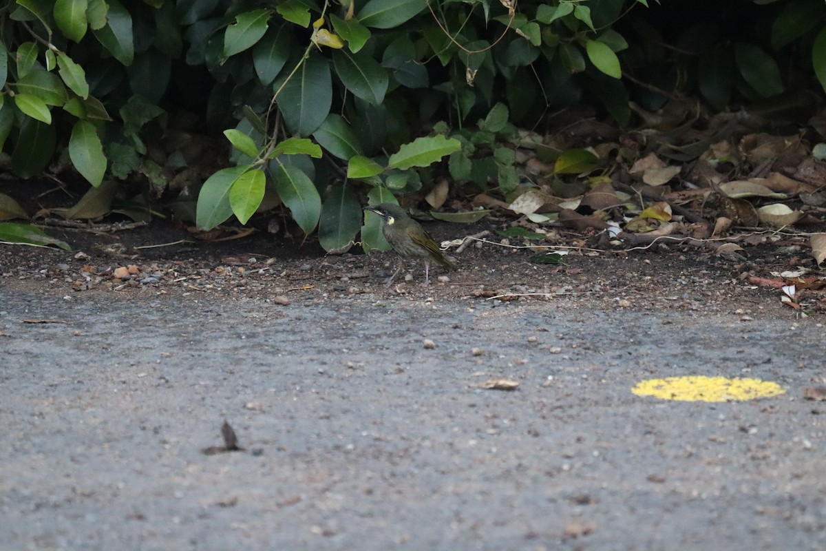 Lewin's Honeyeater - ML634667938
