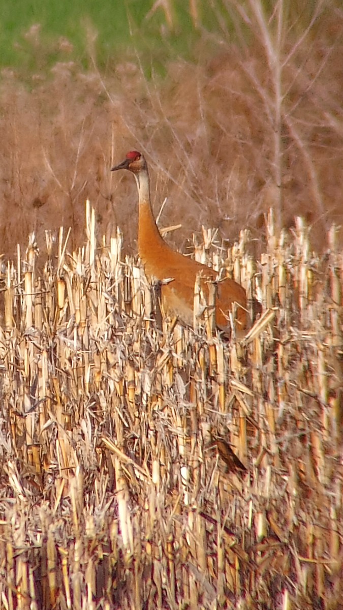 Sandhill Crane - ML634668005