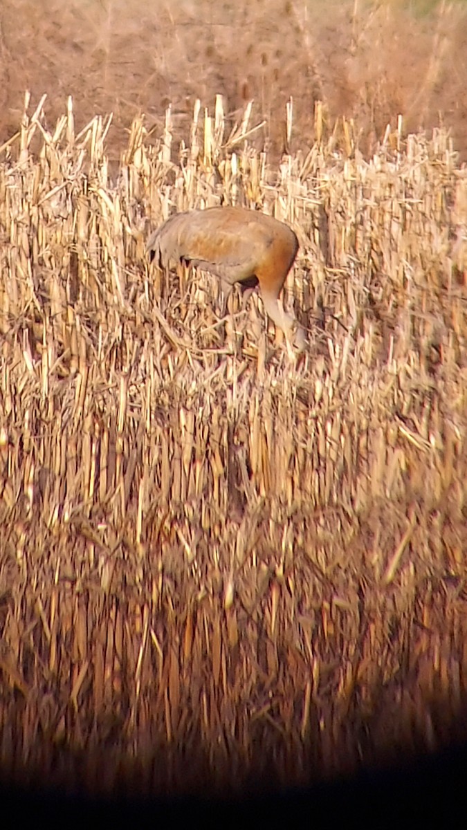 Sandhill Crane - ML634668006