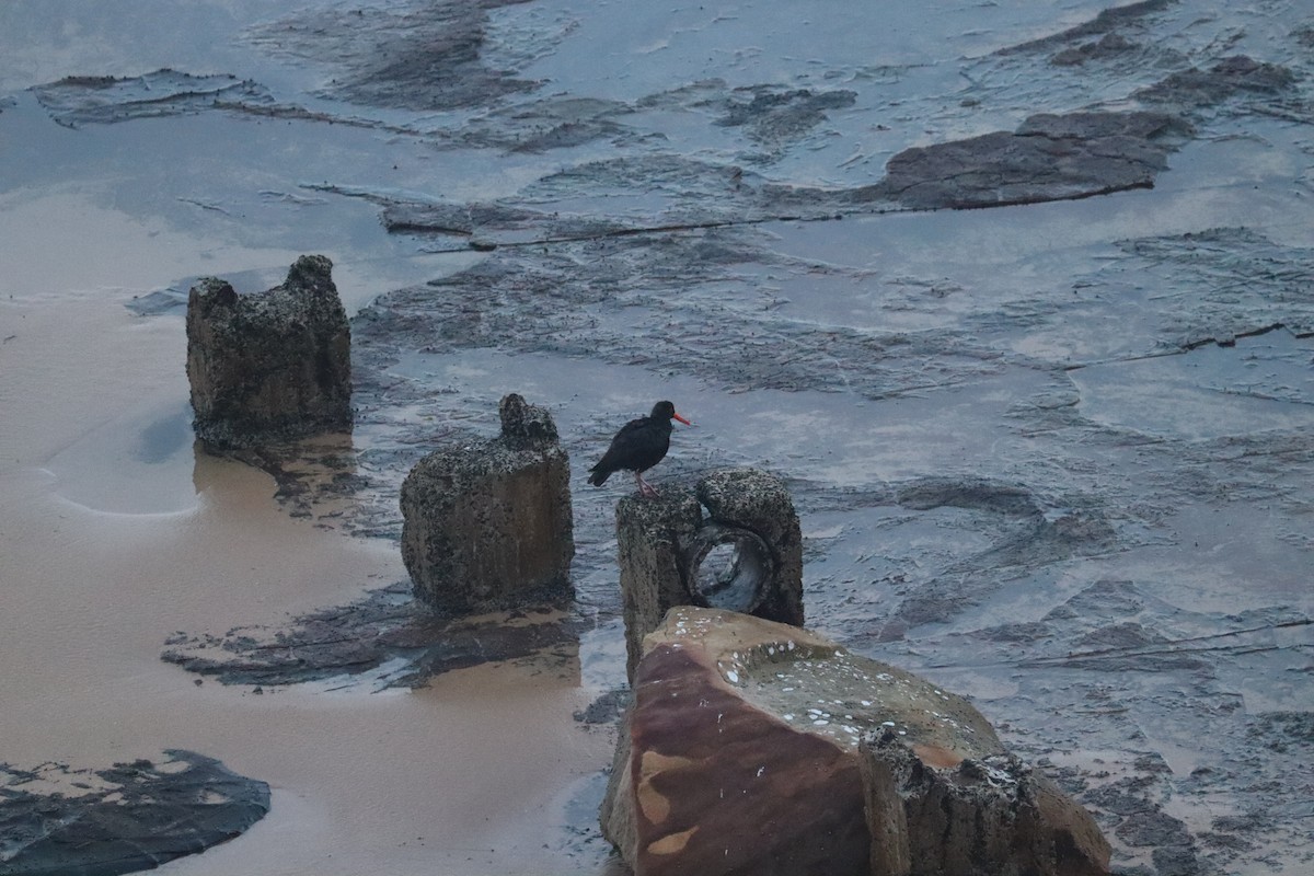 Sooty Oystercatcher - ML634668067